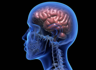 Human brain over black background. 3D illustration